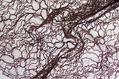 Dentelle Lace amazonie