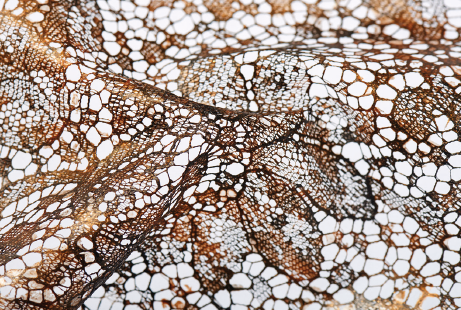Dentelle Lace developpement-iii
