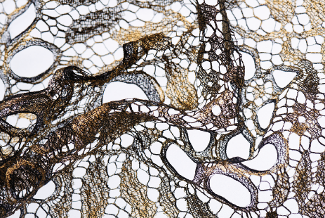 Dentelle Lace germanicus