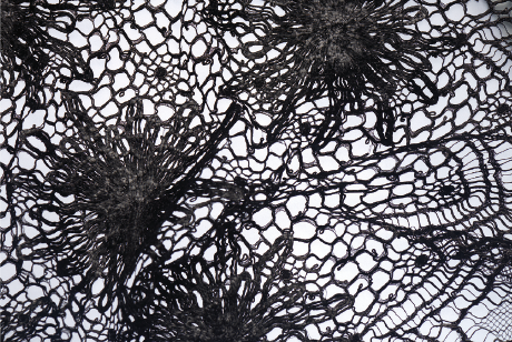 Dentelle Lace orelansville